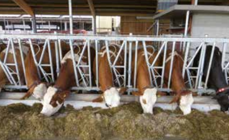 Safety Pro Zimmermann fressgitter