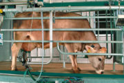 DairyFarming_AutoTandem_1_1200x675px.jpg