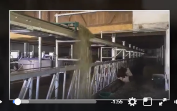 gea belt feeder